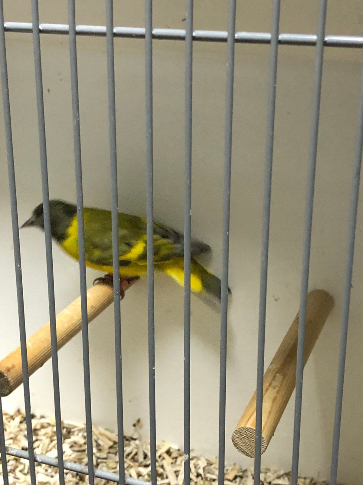 Zwartkopsijs mutatie, Mannelijk, Tropenvogel, Geringd