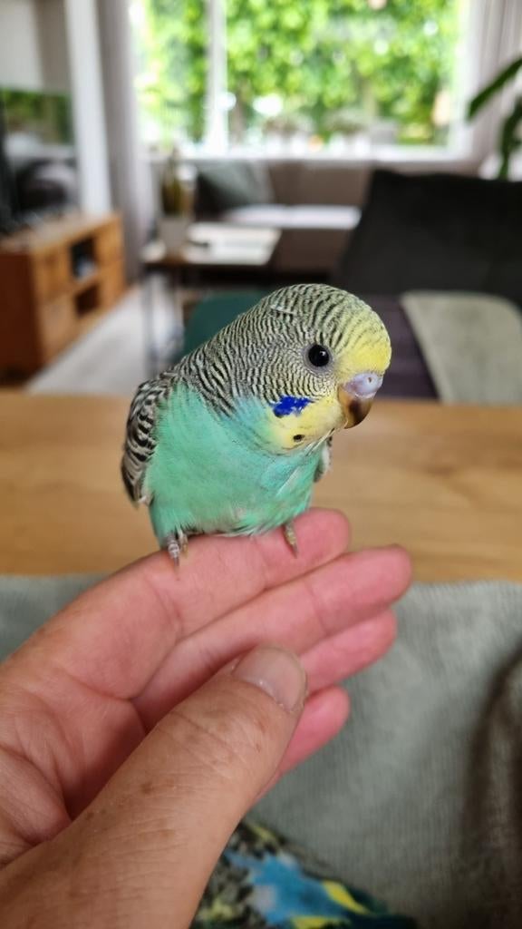 Parkietjes, Geslacht onbekend, Dwergpapegaai of Agapornis