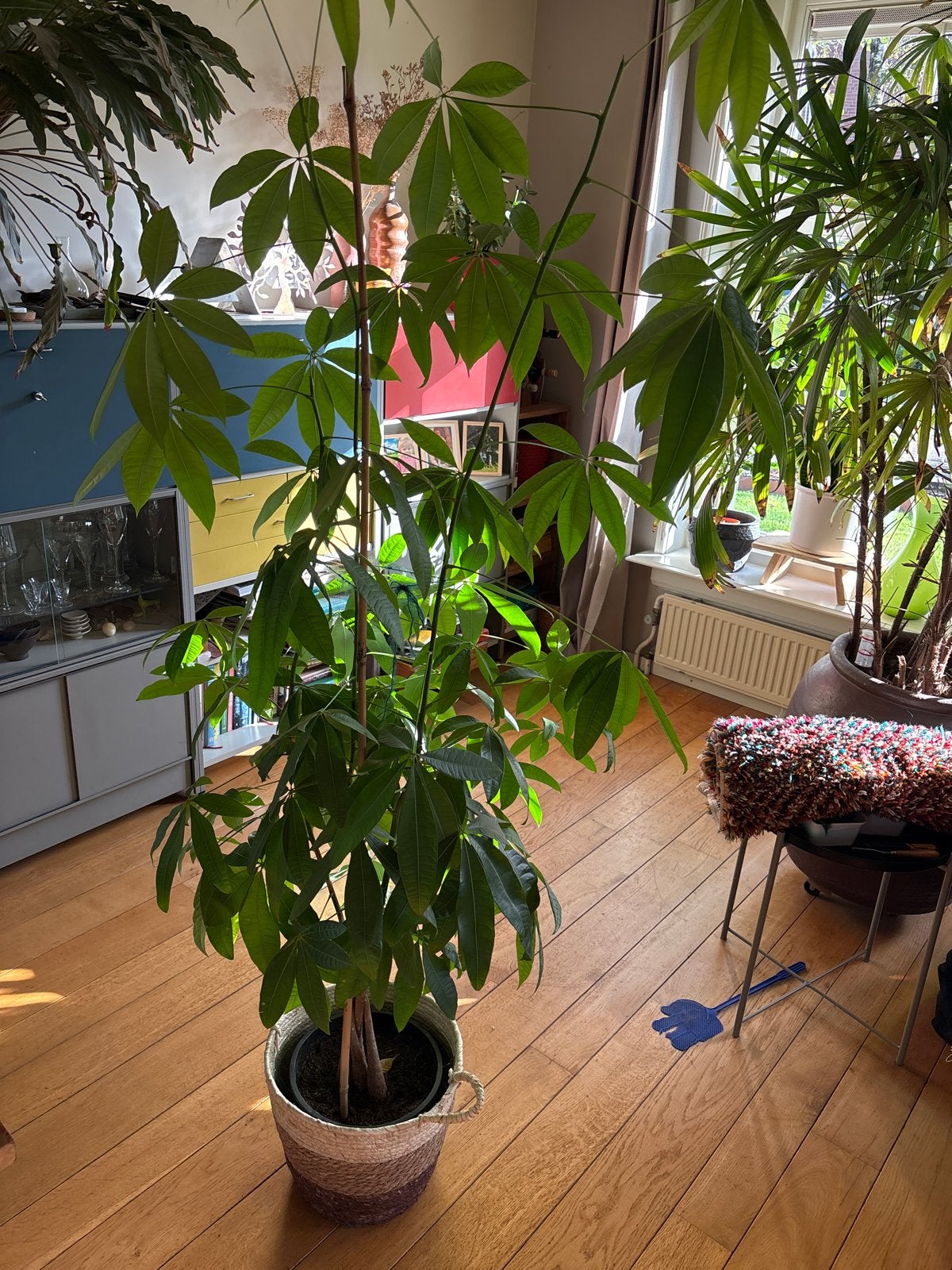 Grote Pachira Aquatica (Geldboom) in rieten mand, Huis en Inrichting, Ophalen, Overige soorten, Halfschaduw, In pot