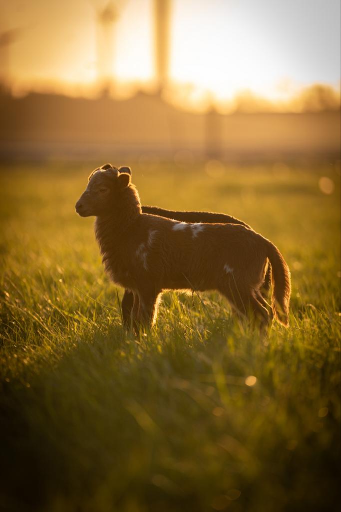 Drents heideschaap ramlammeren, Dieren en Toebehoren, Schapen, Geiten en Varkens, Mannelijk, Schaap, 0 tot 2 jaar