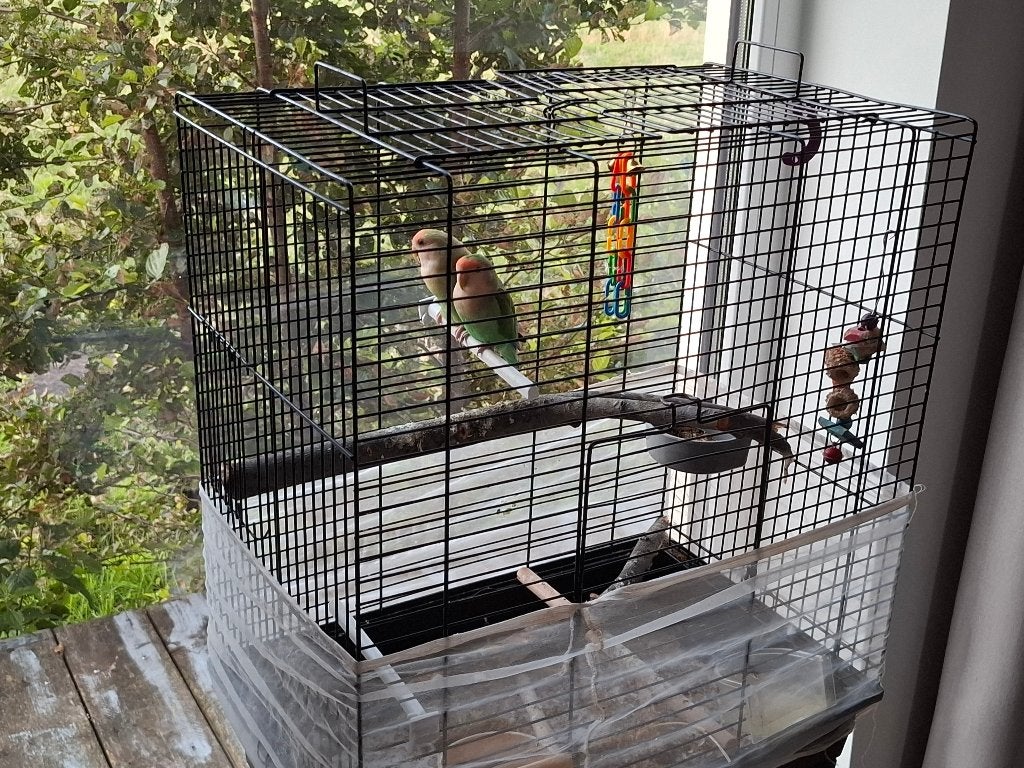 Vogels, Dieren en Toebehoren, Vogels | Parkieten en Papegaaien, Meerdere dieren, Dwergpapegaai of Agapornis