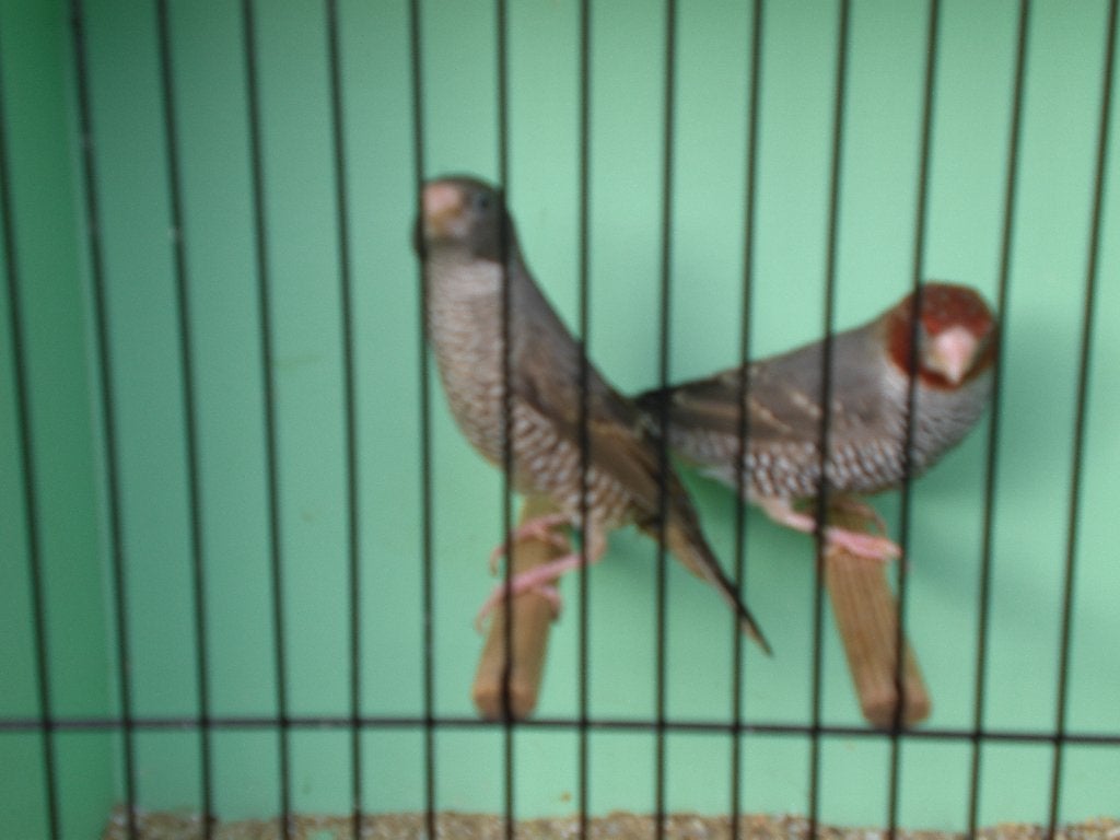man roodkopamadine, Dieren en Toebehoren, Mannelijk, Tropenvogel