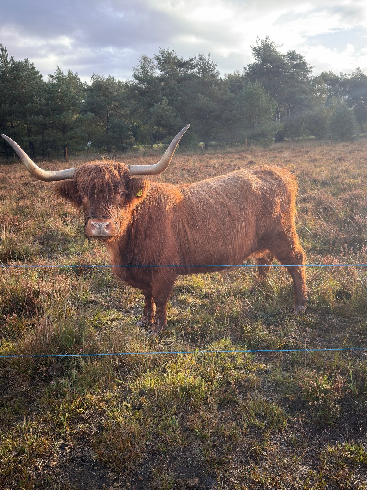 4 drachtige Schotsehooglanders, Vrouwelijk, 3 tot 6 jaar