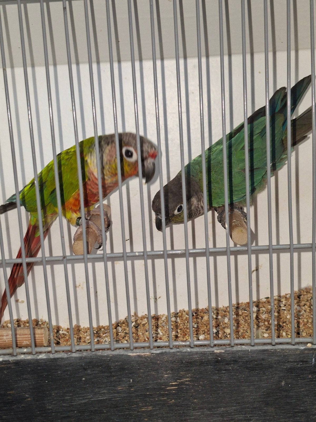 Koppel pyrrhurra met jongen, Dieren en Toebehoren, Meerdere dieren, Parkiet