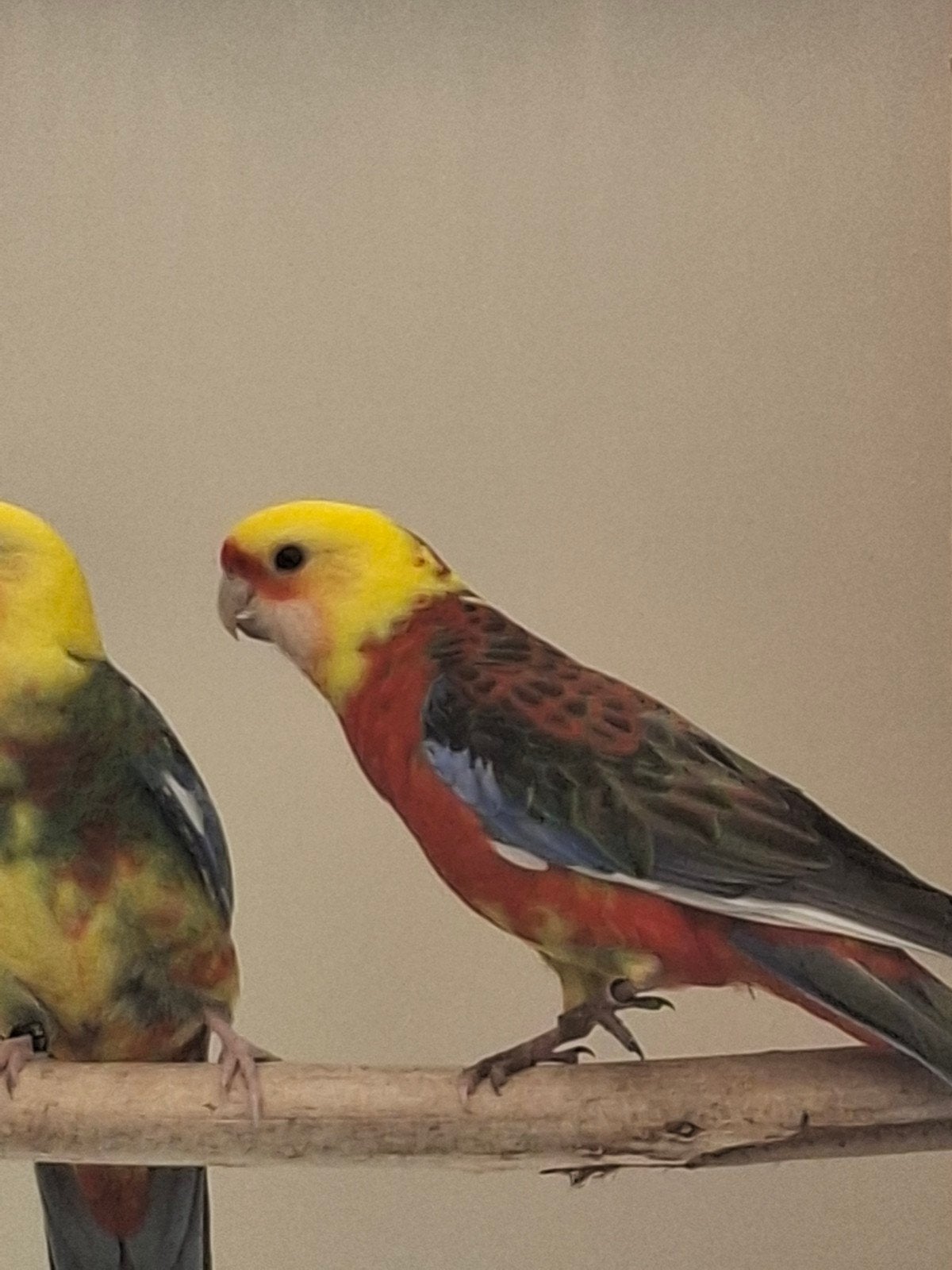 zoek twee vogels zie omschrijving, Dieren en Toebehoren