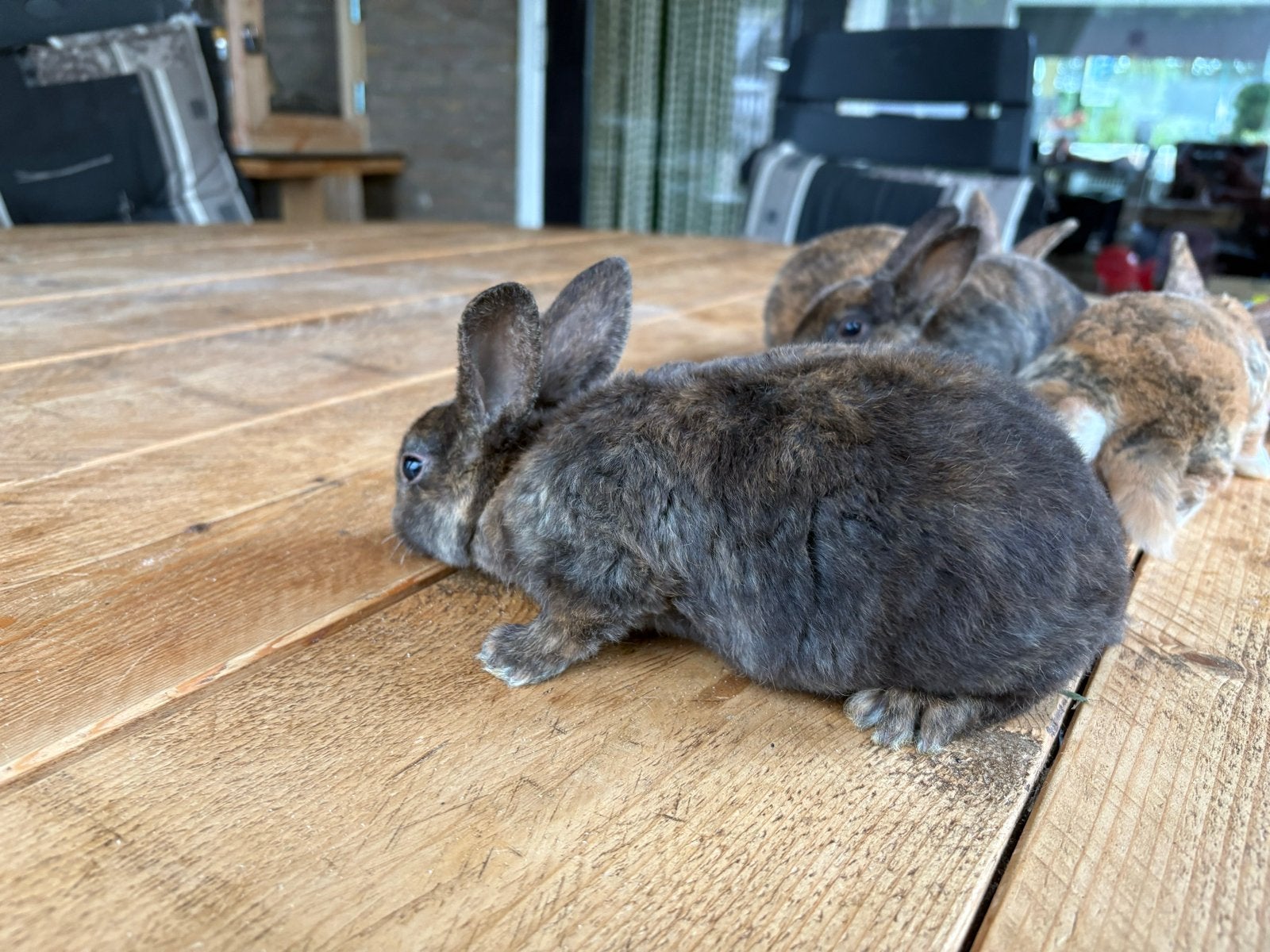 Jonge konijntjes, Dieren en Toebehoren, Konijnen, Meerdere dieren, Middelgroot, 0 tot 2 jaar