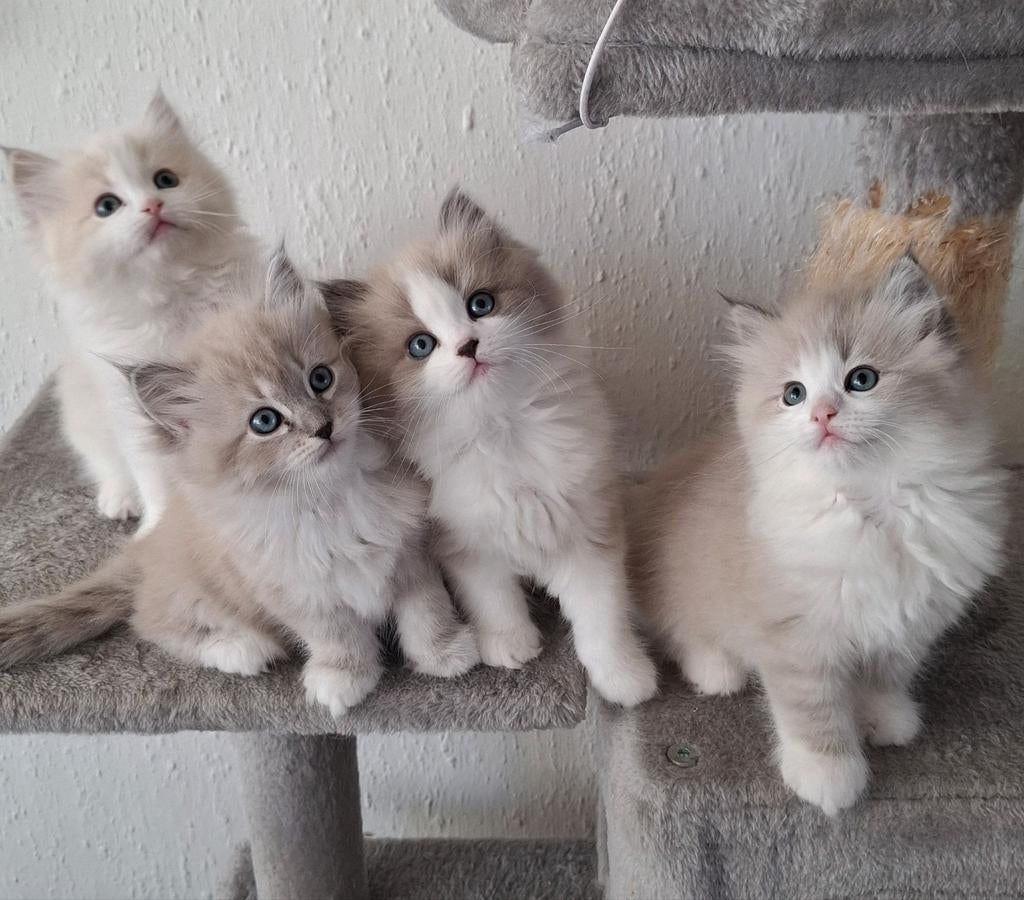 Prachtige Ragdoll kittens, Dieren en Toebehoren, Meerdere dieren, Ontwormd, 0 tot 2 jaar