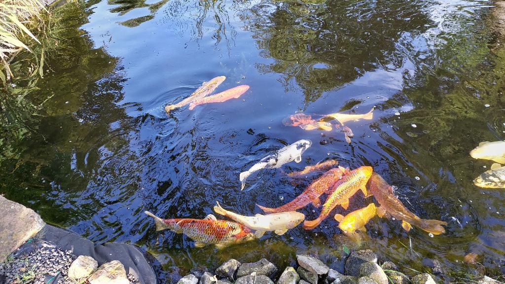 15 grote koi karpers, Dieren en Toebehoren, Karper of Koi