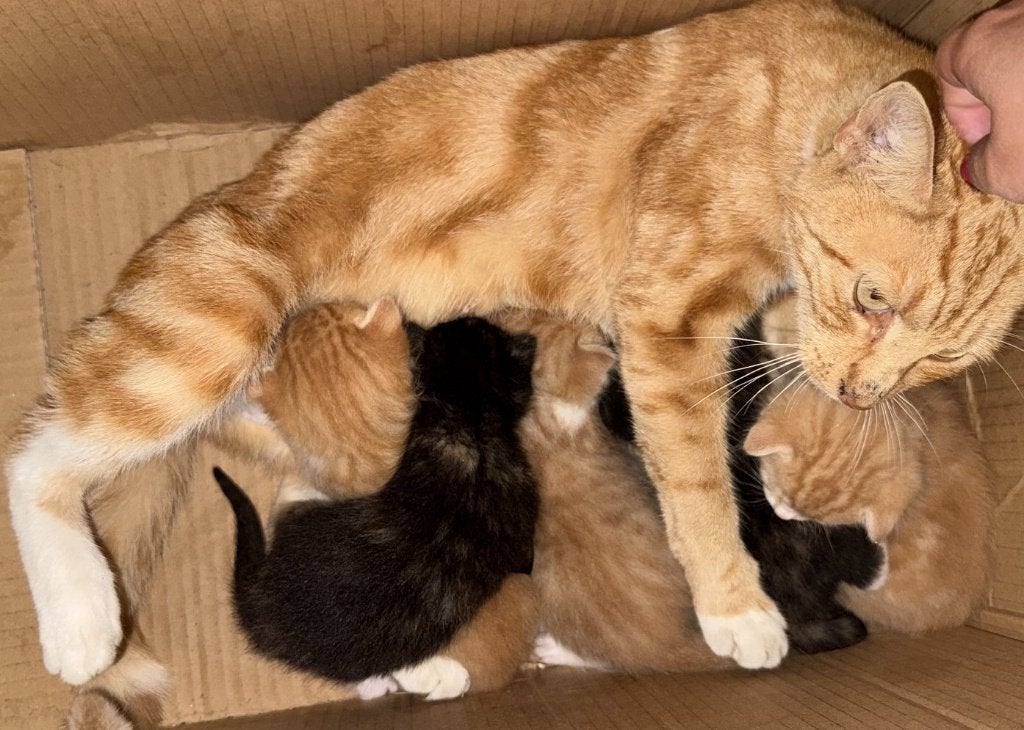 Lieve gezonde mooie kittens te koop, Meerdere dieren, Kortharig, 0 tot 2 jaar