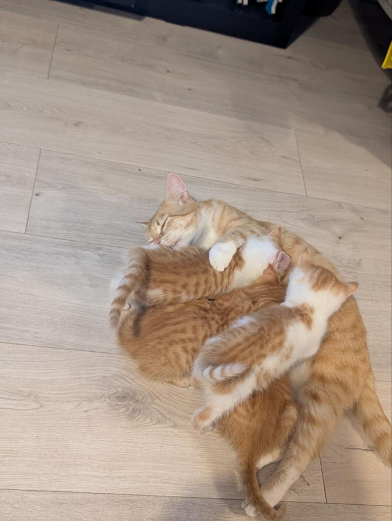 Kittens te koop, Dieren en Toebehoren, Katten en Kittens | Overige Katten, Meerdere dieren