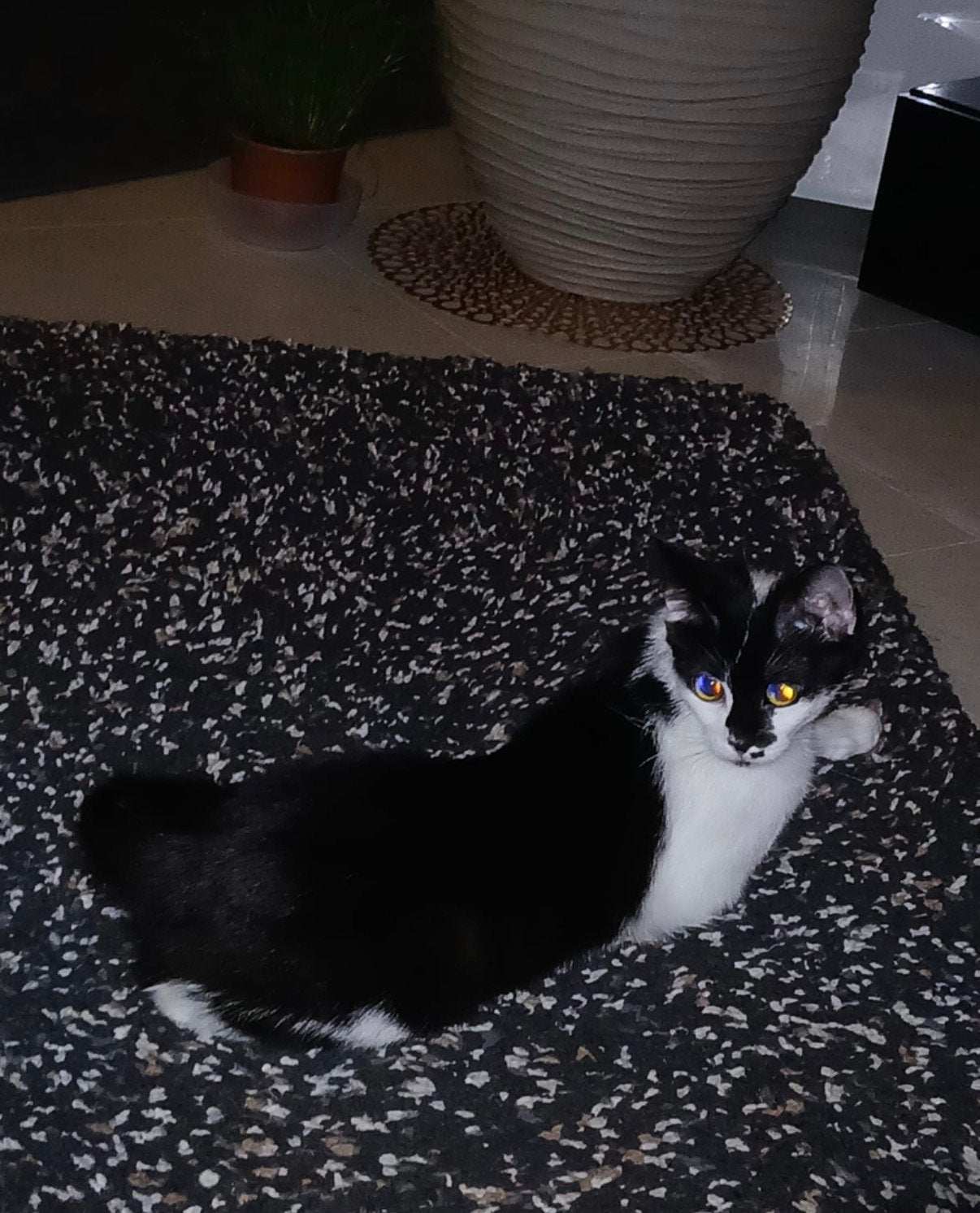 Gratis poesje en toebehoren, Dieren en Toebehoren, Katten en Kittens | Overige Katten, Poes, Kortharig, 0 tot 2 jaar