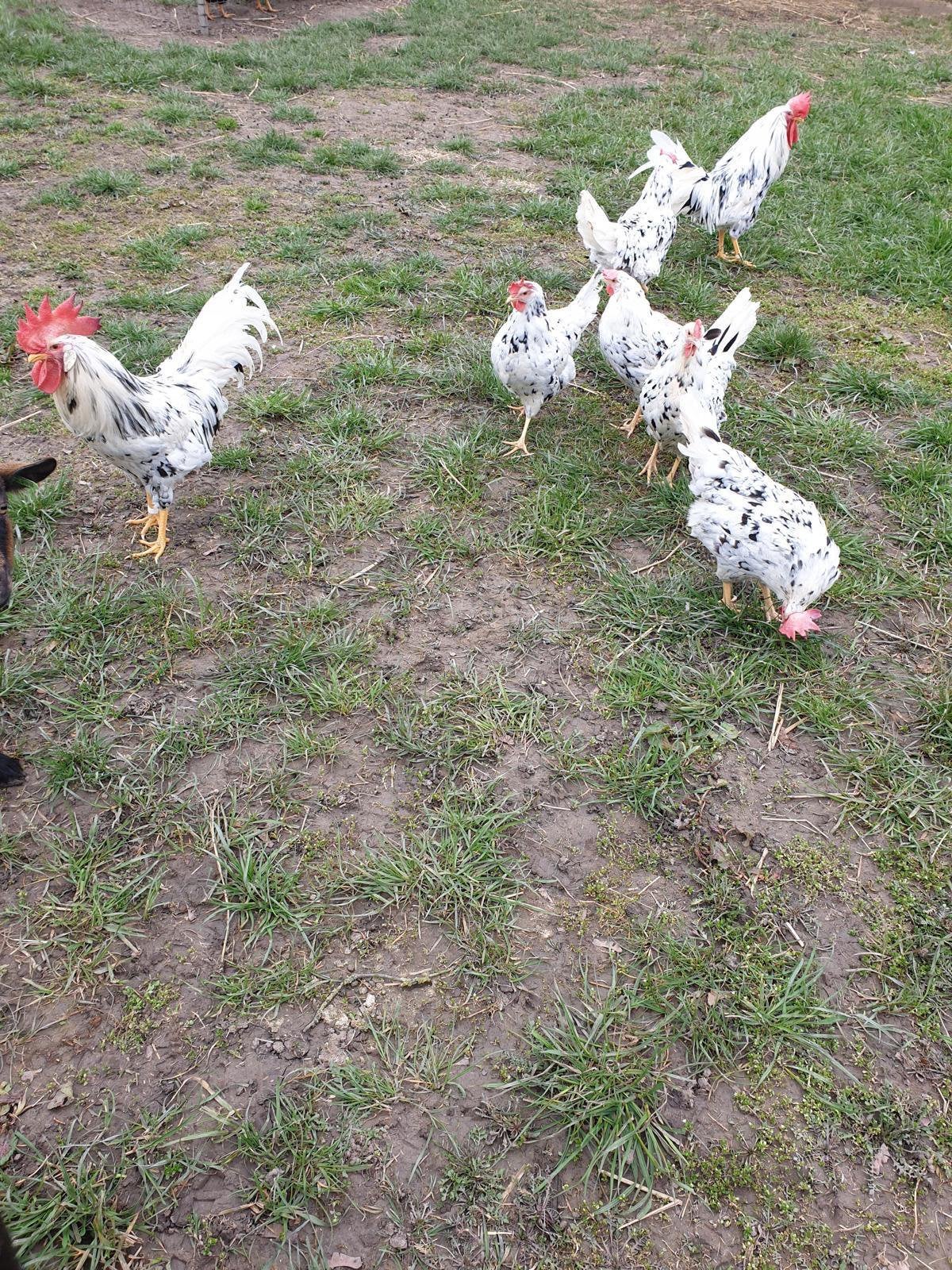 TE KOOP BONTE LEGHORN 5 HENNEN MET 1 HAAN, Meerdere dieren, Kip