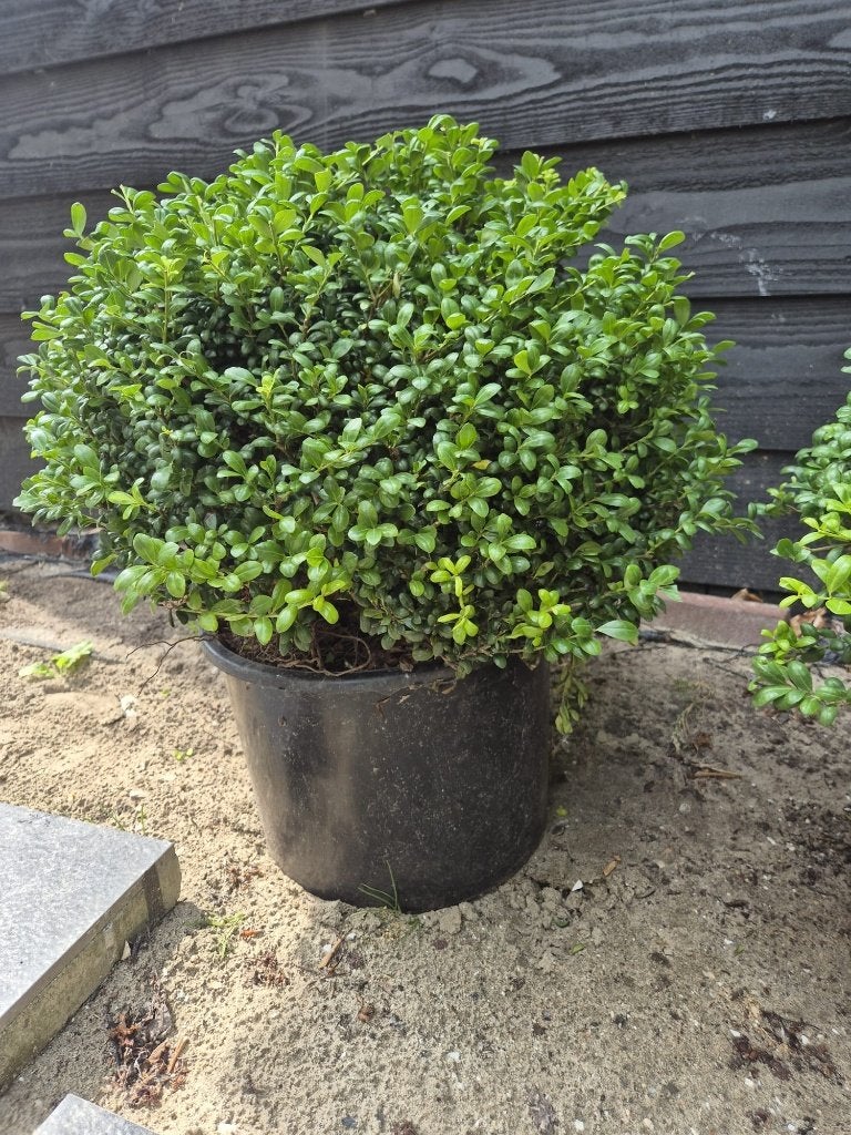 Ilex Crenata bolvormen 40-50 cm OPRUIMING NOG 2 STUKS!, Tuin en Terras, Planten | Struiken en Hagen, Ophalen of Verzenden, Hulst
