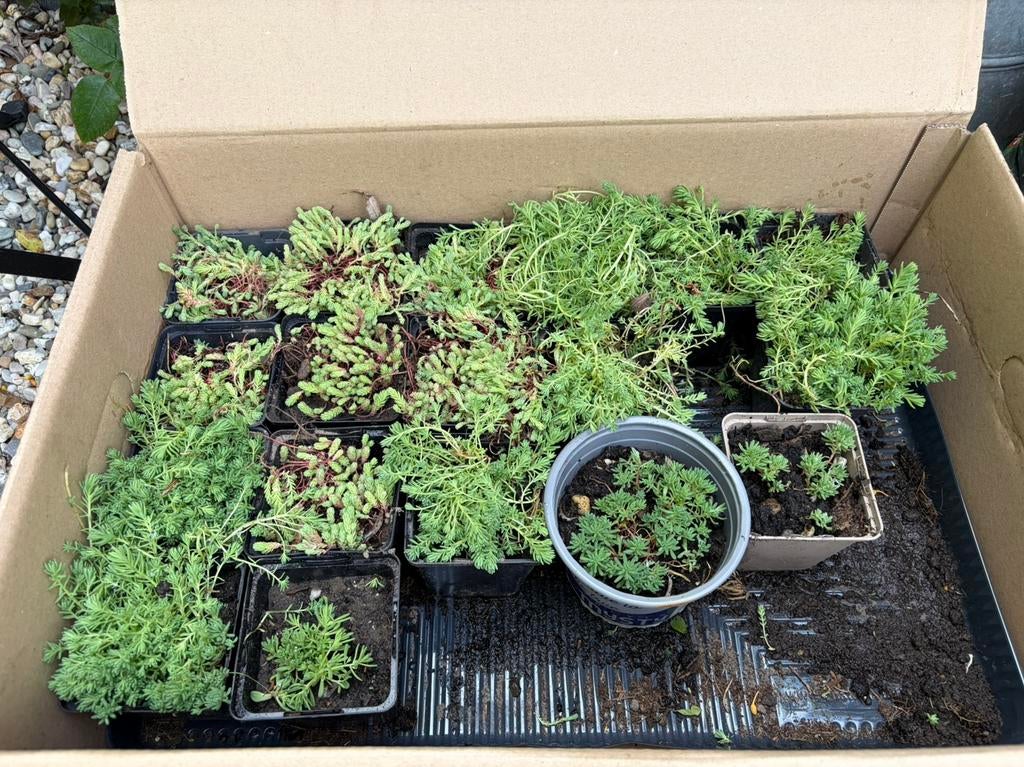 Sedum plantjes hele doos €5,00, Ophalen of Verzenden, Vaste plant, Bodembedekkers, Halfschaduw