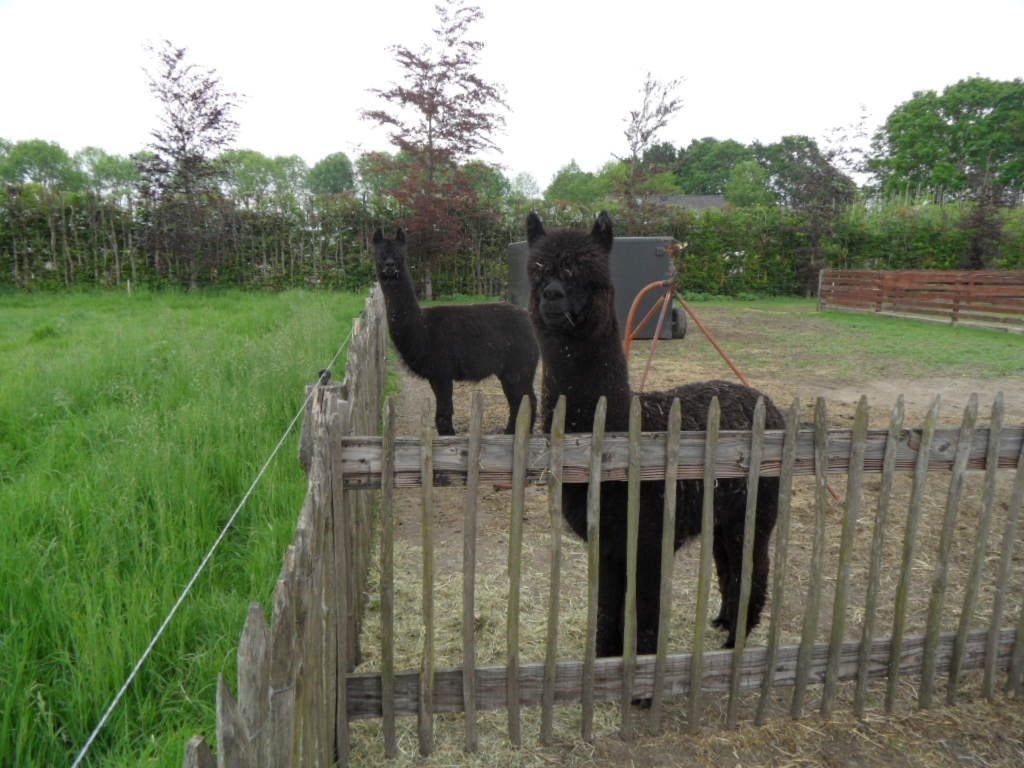 Alpaca hengsten, Juni, Mannelijk