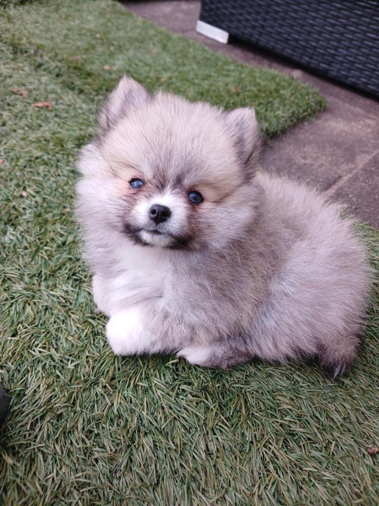 4 prachtige kleine Pomeriaan pups, Dieren en Toebehoren, Honden | Poolhonden, Keeshonden en Oertypen, Keeshond, 8 tot 15 weken