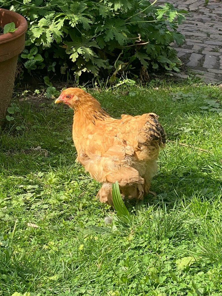 cochin hennen, Dieren en Toebehoren, Vrouwelijk, Kip
