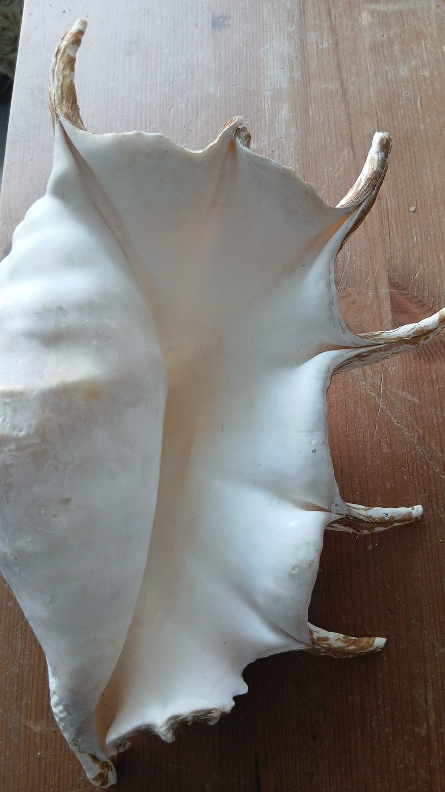Schelp, Antiek en Kunst, Ophalen