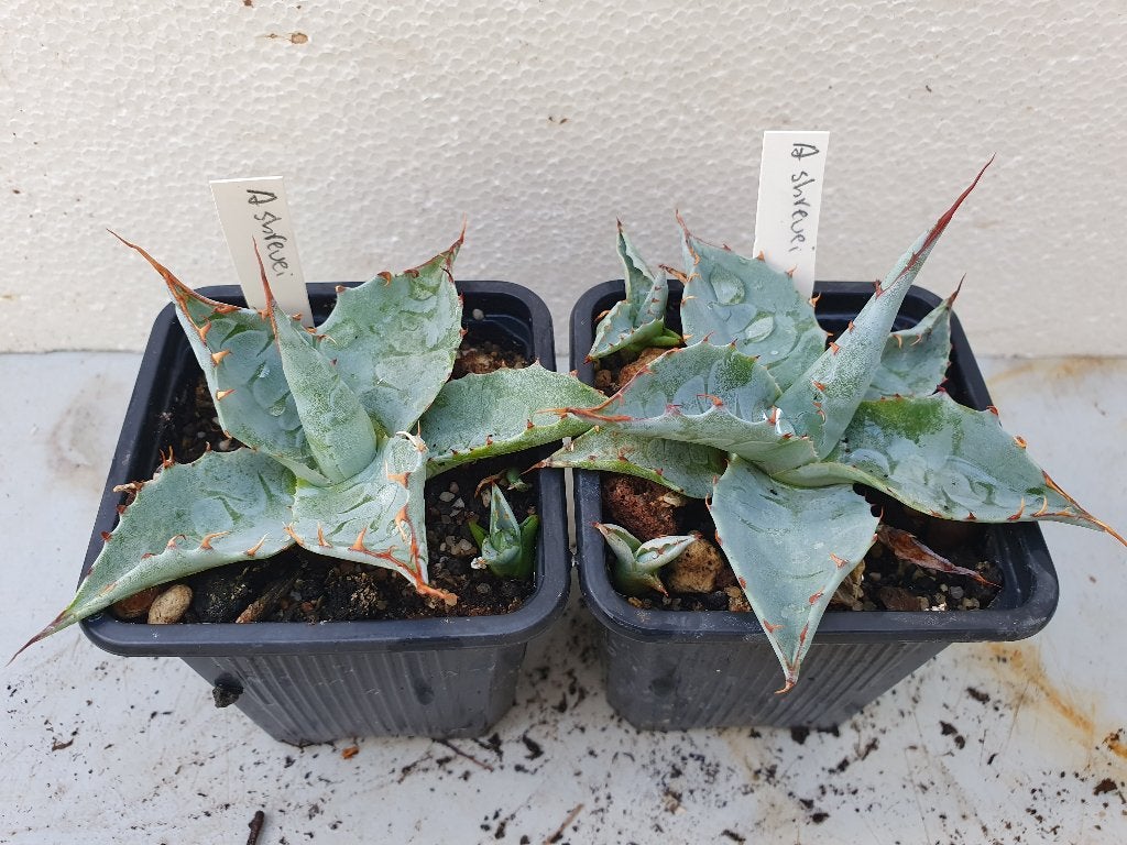 Agave shrevei, Tuin en Terras, Planten | Tuinplanten, Overige soorten, Volle zon, Bloeit niet, Ophalen of Verzenden