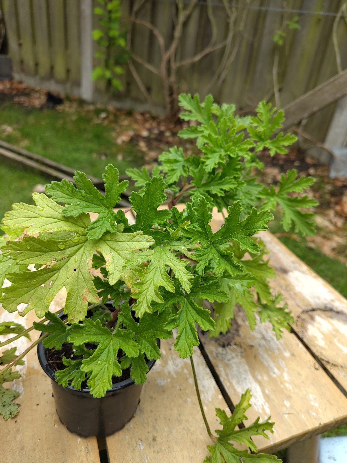 Jonge citroengeranium, Tuin en Terras, Planten | Tuinplanten, Ophalen, Vaste plant, Overige soorten, Volle zon