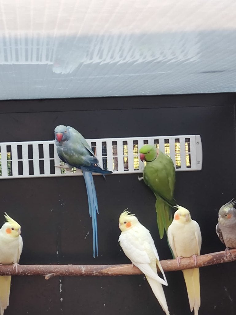 Mooi broedkoppel halsbandparkiet split witkopwitstaart, Meerdere dieren, Parkiet, Geringd