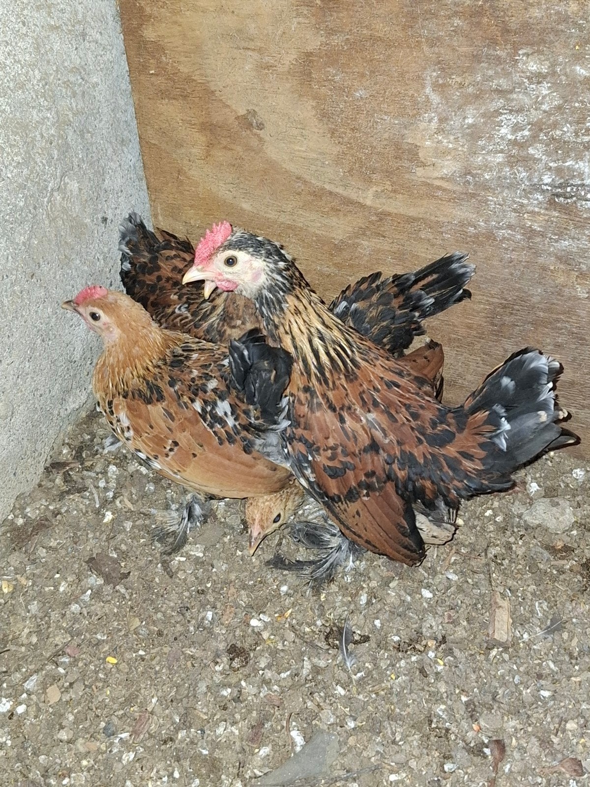 krielhaantje sabelpoot rood porselein, Mannelijk, Kip