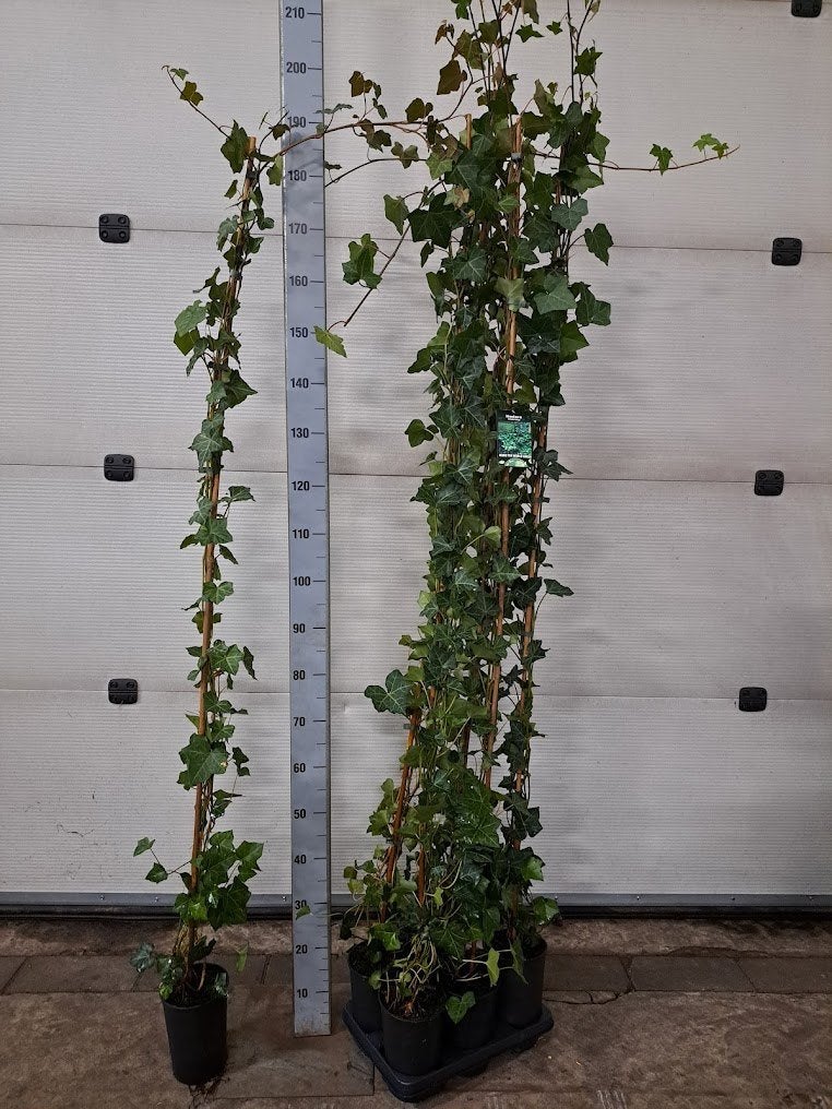 hedera - klimop stok 180cm, Tuin en Terras, Planten | Tuinplanten, Ophalen, Bloeit niet, Klimplanten, Halfschaduw