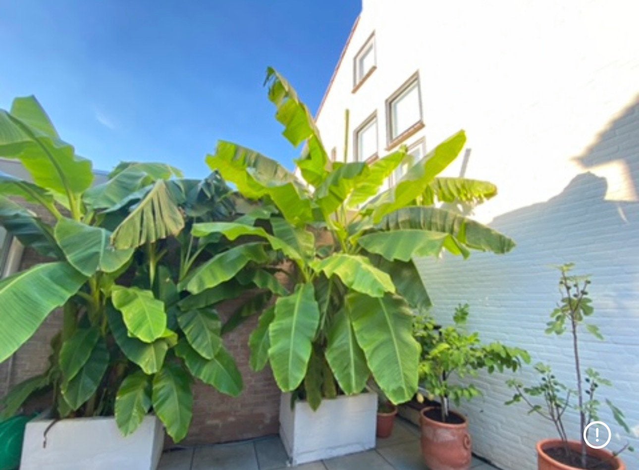 Winterharde Musa bananenplant te koop, Volle zon, Minder dan 100 cm, Zomer, Overige soorten