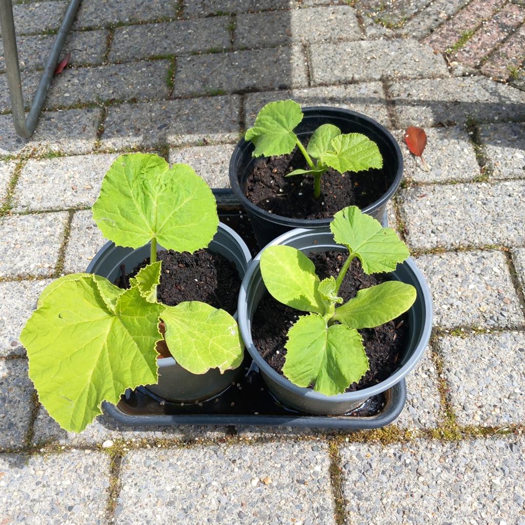 Pompoen plant te koop, Ophalen, Overige soorten, Volle zon