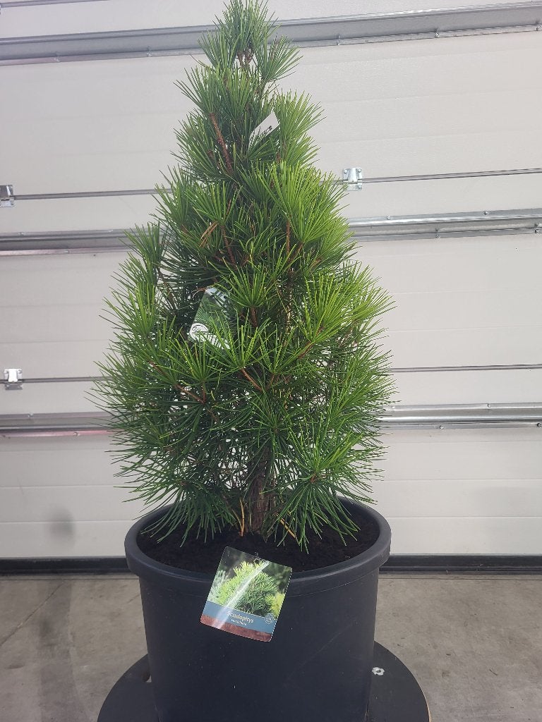 Sciadopitys verticillata-Kransspar, Bloeit niet, Zuilboom, Ophalen, Volle zon
