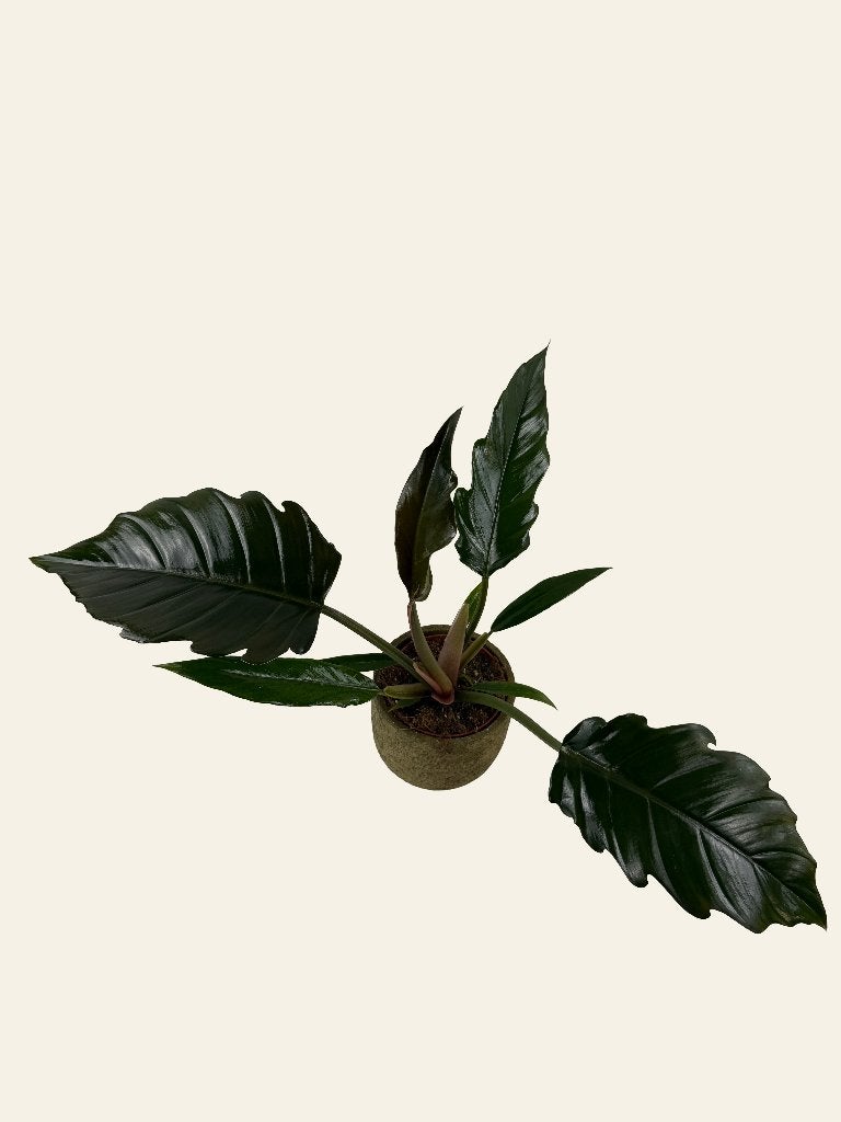 Philodendron Choco Empress p12, Huis en Inrichting, Kamerplanten, Ophalen of Verzenden, In pot, Halfschaduw, Minder dan 100 cm