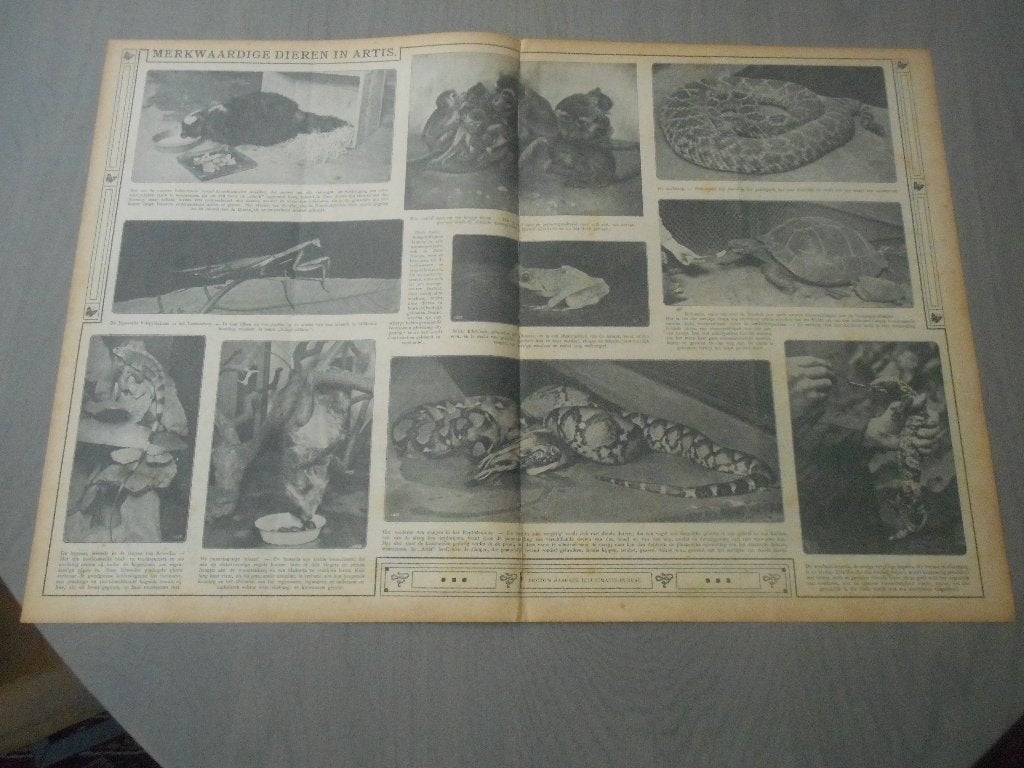 Artis. Merkwaardige dieren. 1919., Ophalen of Verzenden, Voor 1920, Nederland, Knipsel(s)