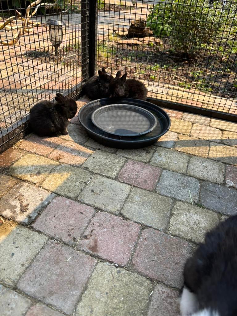 Baby dwergkonijntjes, Dieren en Toebehoren, Konijnen, Dwerg, Geslacht onbekend, 0 tot 2 jaar