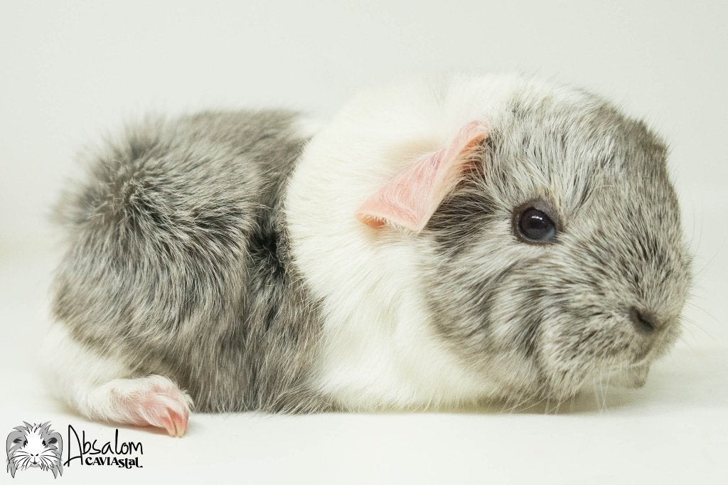 Cinnamon agouti witte peruvian cavia (cali choco?), Cavia, Mannelijk, Mei, Tam
