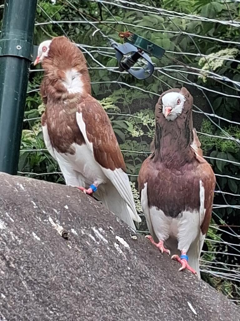 Jonge CAPUCIJNER duiven, Dieren en Toebehoren, Vogels | Duiven, Meerdere dieren, Overige soorten