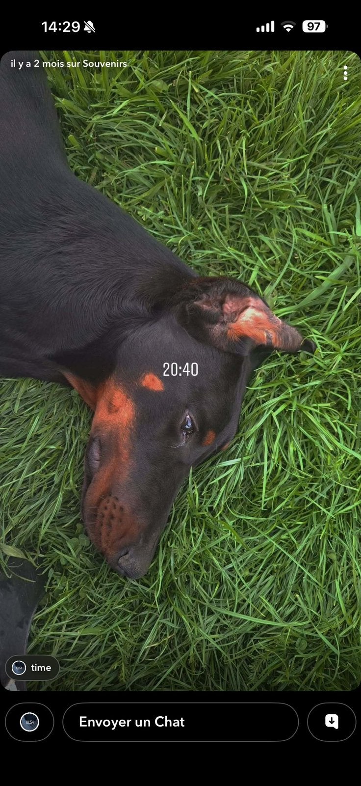 Doberman puppy, Ophalen of Verzenden, Zo goed als nieuw