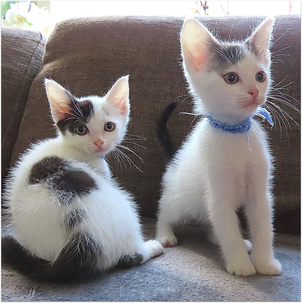 Europese korthaar kitten , ontwormt en ontvlooid, Meerdere dieren, Kortharig, 0 tot 2 jaar