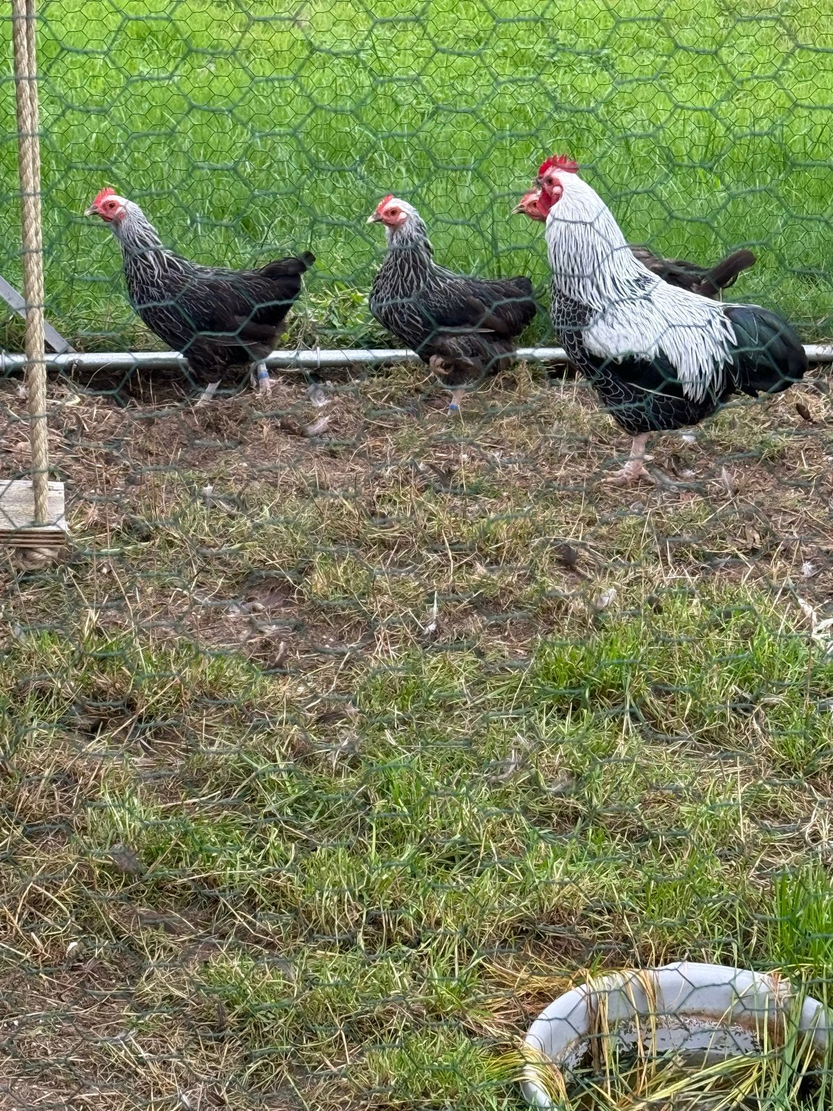 Sussex kippen 3 hennen 1 haan, Meerdere dieren, Kip