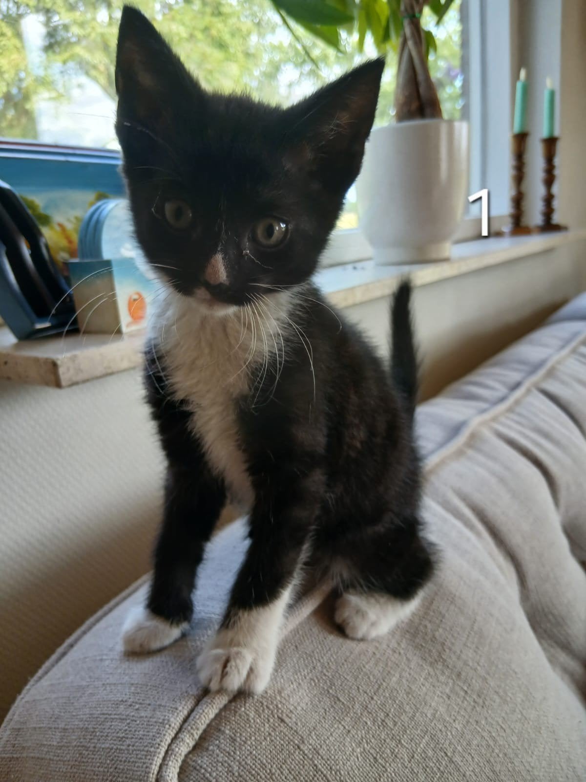 5 lieve kittens!, Dieren en Toebehoren, Katten en Kittens | Overige Katten, Kater, Kortharig, 0 tot 2 jaar