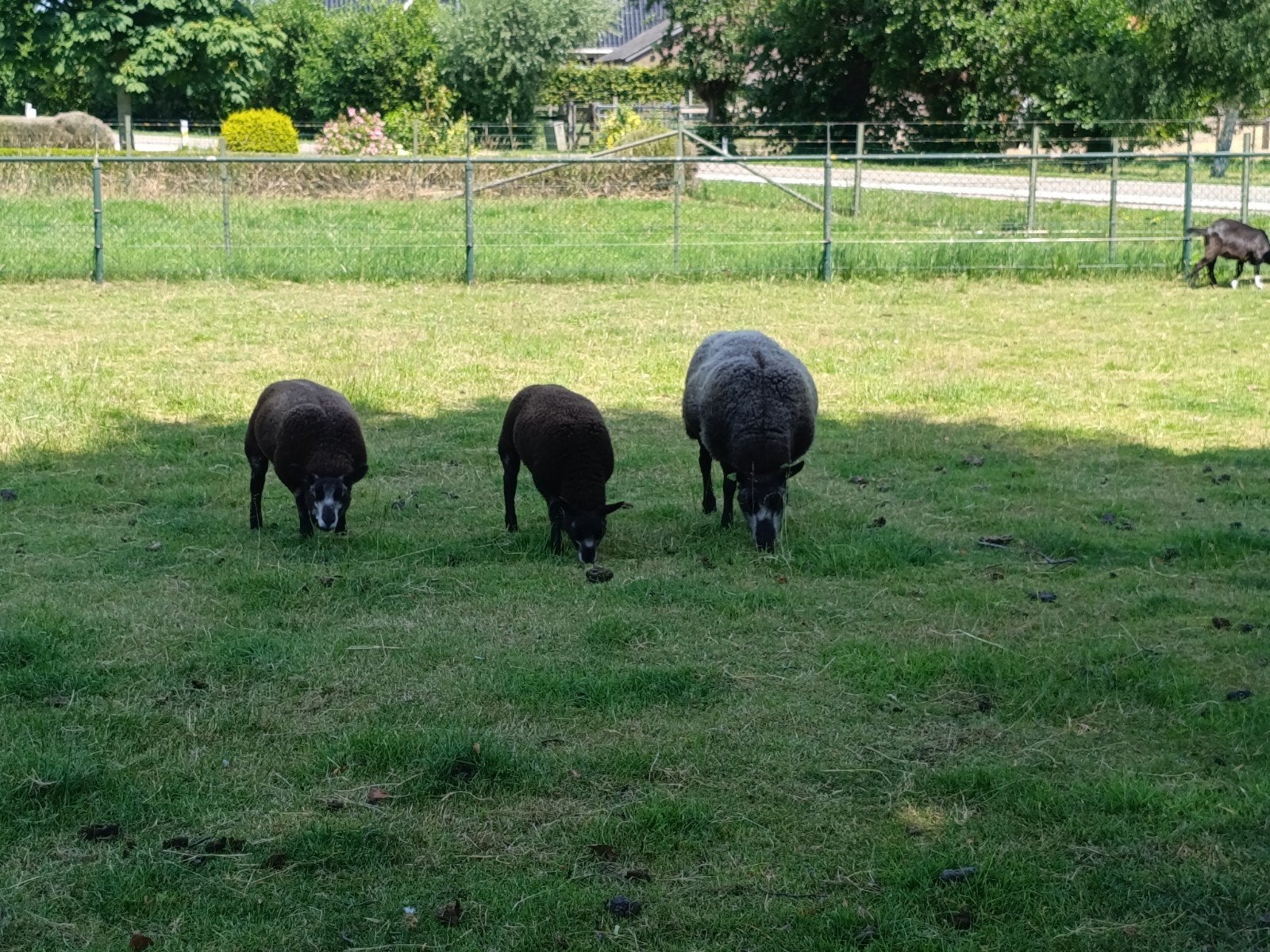 3 blauwe Texelaars, Vrouwelijk, Schaap