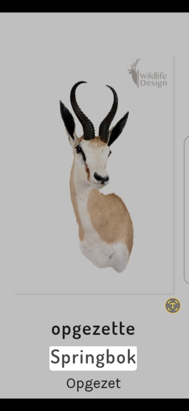 opgezette springbok, Dieren en Toebehoren, Geslacht onbekend, Groot