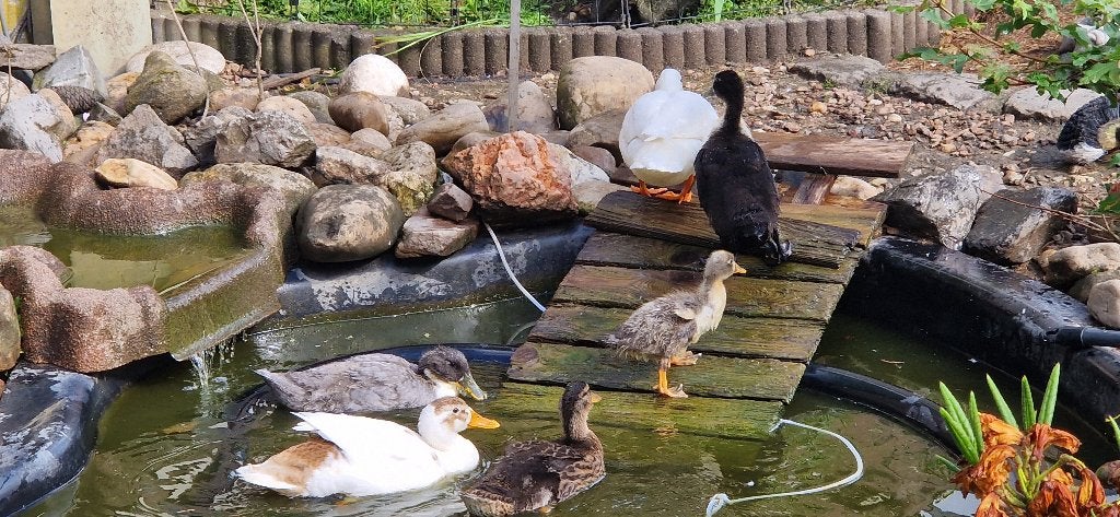 Eenden, Dieren en Toebehoren, Pluimvee, Meerdere dieren, Eend