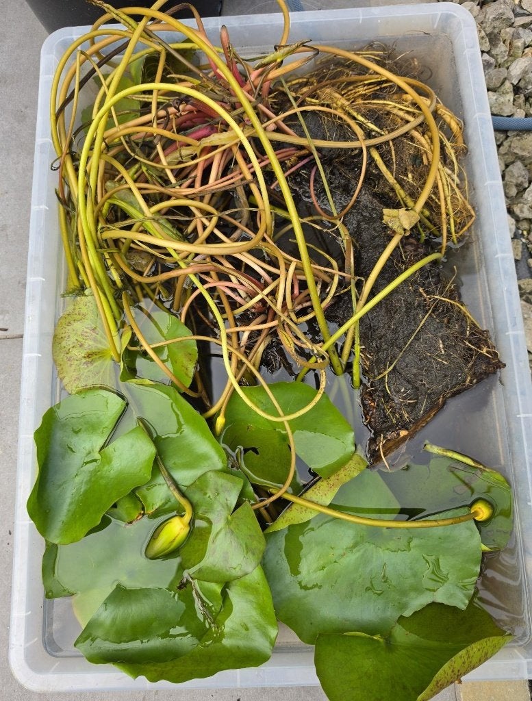 Waterlelie, wit, Groot, Ophalen, Nieuw