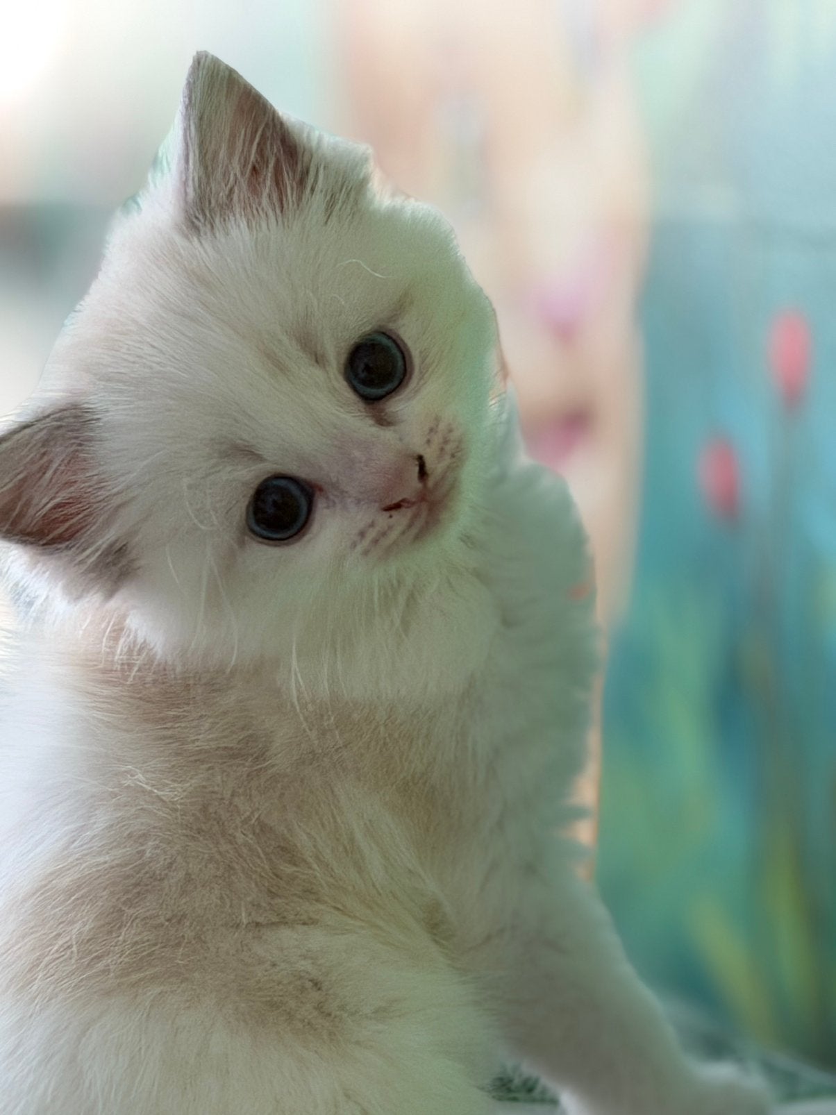 Ragdoll kittens, Dieren en Toebehoren, Meerdere dieren