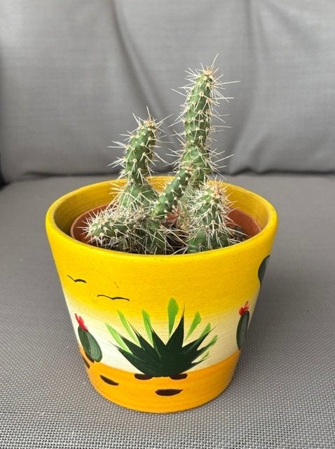 Cactus, Ophalen, Overige soorten, Volle zon