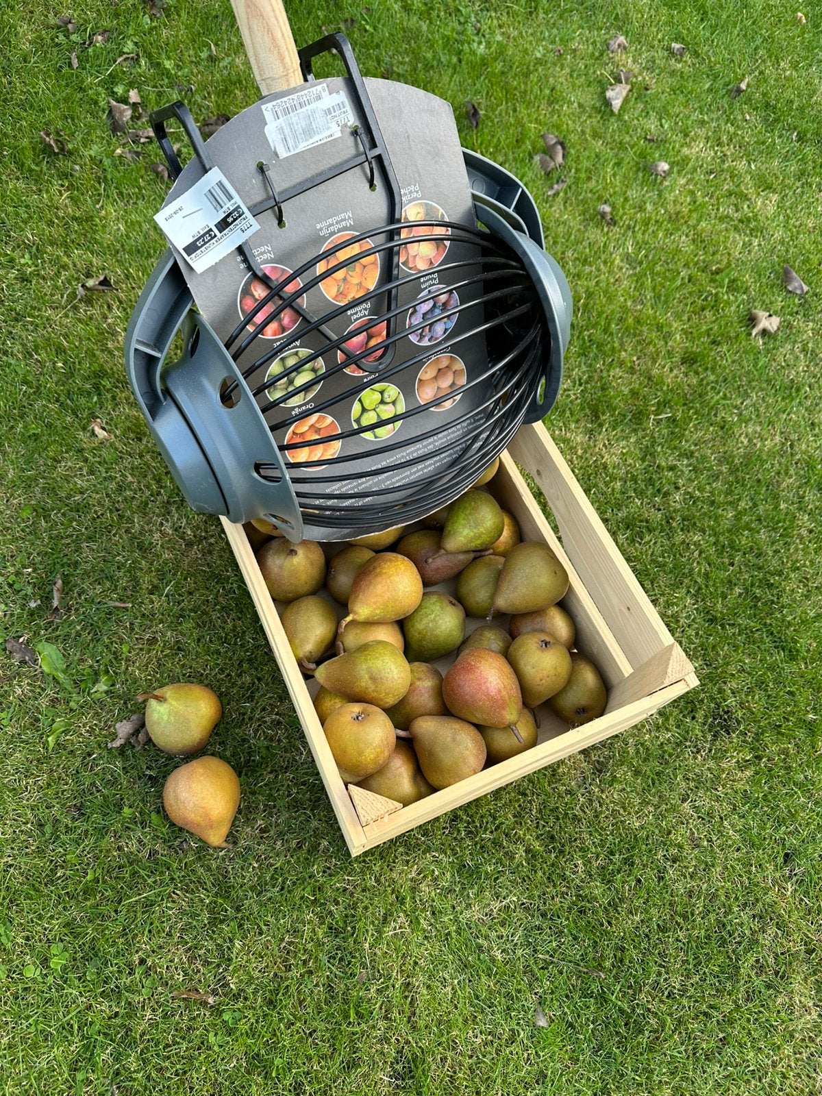 Gieser Wildeman stoofperen (oogsttijd), Ophalen