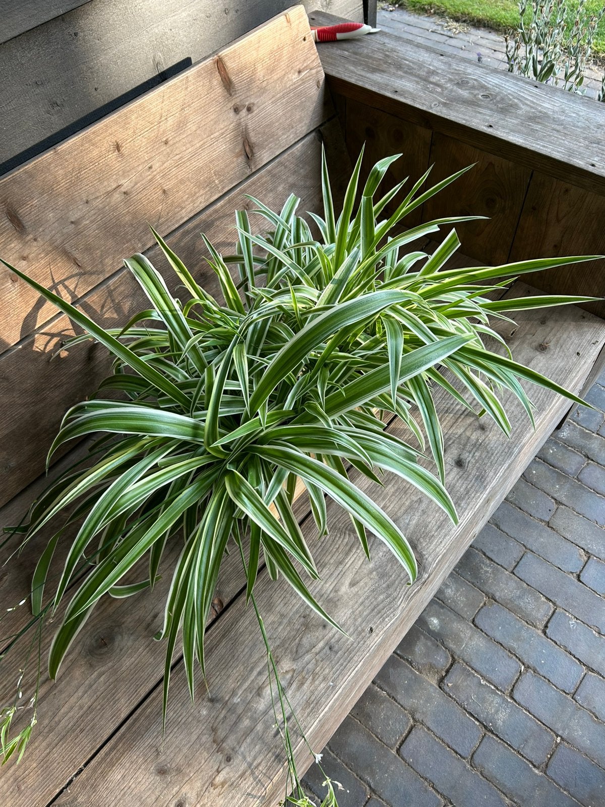 Mooie graslelie planten in houten kist, Ophalen, Overige soorten, Halfschaduw, Minder dan 100 cm