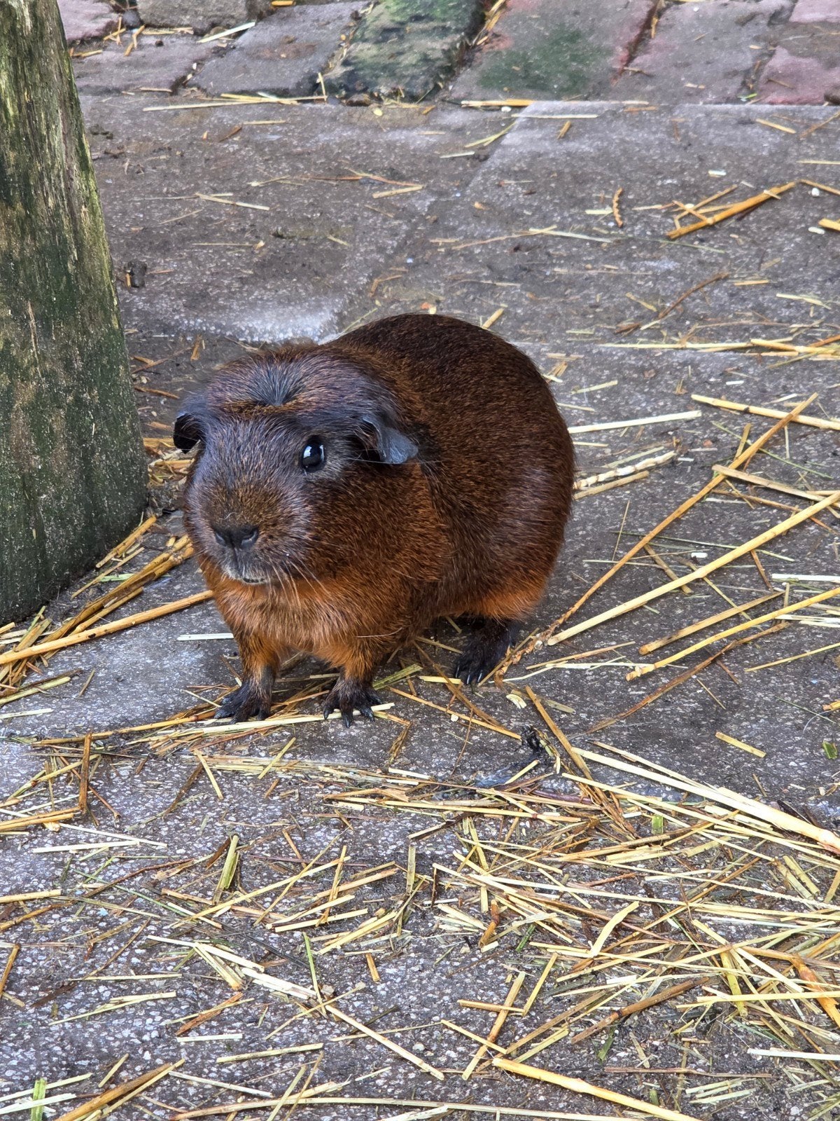 cavia mannen, goud agouti en bont, Dieren en Toebehoren, December, Mannelijk, Cavia