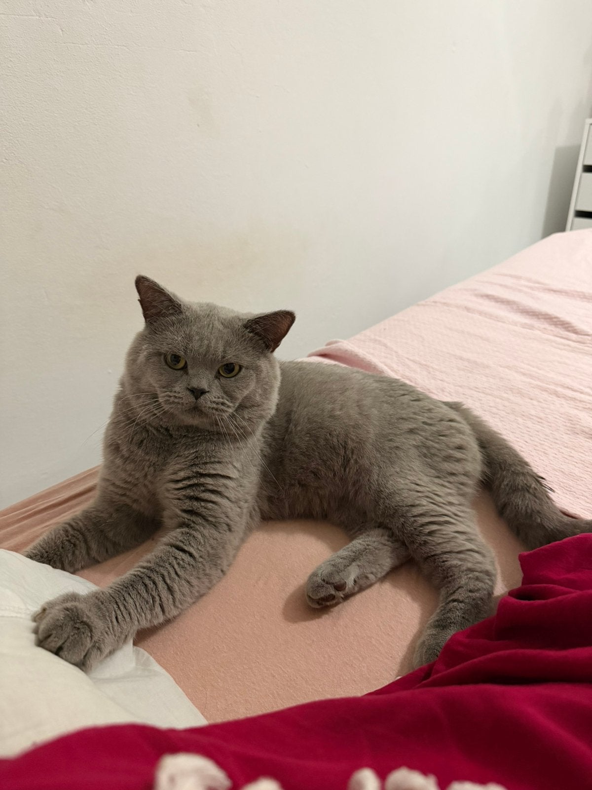 Dekkater Britse Korthaar lilac, Dieren en Toebehoren, Katten en Kittens | Dekkaters, 3 tot 5 jaar