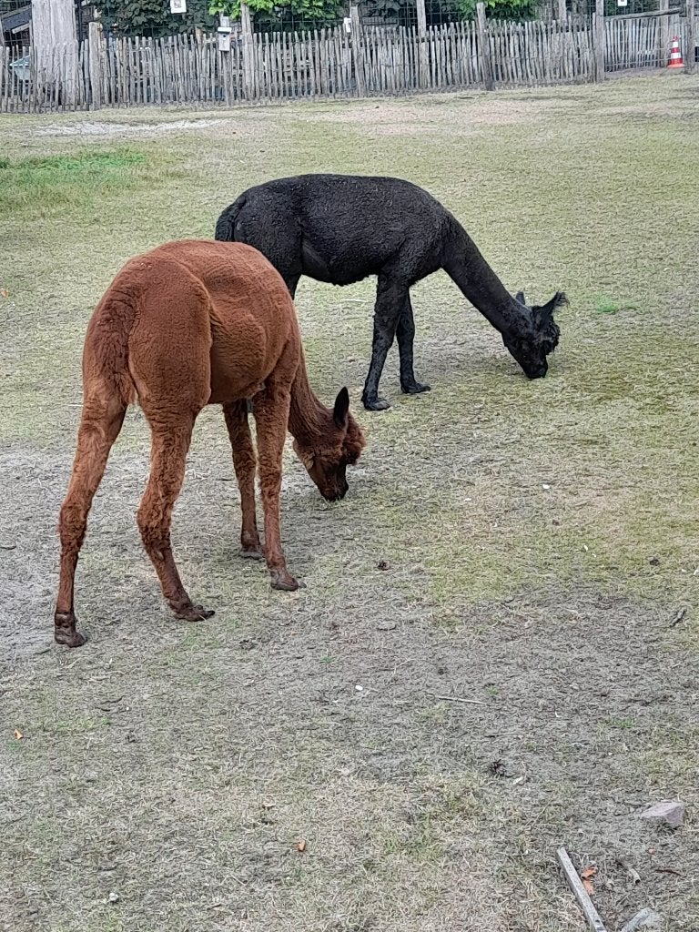 Alpaca's koppel, Augustus, Meerdere dieren